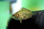 Manchado Peixe African Leaf Fish (Polycentropsis abbreviata) foto