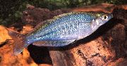 šviesiai mėlynas Žuvis Chilatherina  nuotrauka