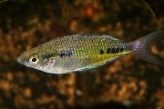 uočena  Crno-Pjegavi Rainbow Riba (Glossolepis maculosus) foto