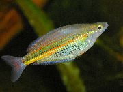 Gold  Ramu Regenbogenfisch (Glossolepis ramuensis) foto