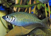 Prata Peixe Lake Wanam Rainbow Fish,  (Glossolepis wanamensis) foto