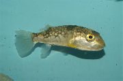 Cętkowany Ryba Mleko Łaciate Rozdymka Ryby (Chelonodon patoca) zdjęcie