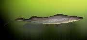 pelēks Zivs Aba, Āfrikas Nazis Zivis (Gymnarchus niloticus) foto