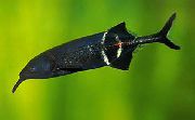 браон  Слон Нос Риба (Gnathonemus, Mormyrus) фотографија