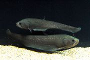 Grau Fisch Papyrocranus  foto