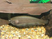 Pesce Coltello Africano Marrone 
