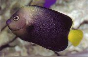 црн Риба Цхаетодонтоплус (Chaetodontoplus) фотографија