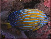 stripete Fisk Chaetodontoplus  bilde