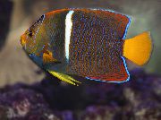 Ouro Peixe King Angelfish (Holacanthus passer) foto