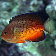 Rusty Angelfish raudonas Žuvis