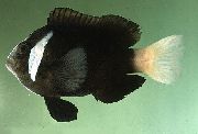 svart Fisk Amphiprion Mccullochi  bilde