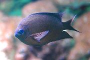 браон Риба Спини Цхромис (Acanthochromis polyacanthus) фотографија