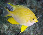 aquarium fish Golden damselfish Amblyglyphidodon aureus yellow