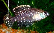 Плямистий Риба Цінолебіас Зірчастий (Цінолебія) (Cynolebias nigripinnis, Austrolebias nigripinnis) фото