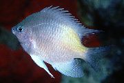aquarium fish White-belly damselfish Amblyglyphidodon flavilatus silver