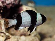 Σμόκιν Damselfish, Threeband Damselfish Ριγέ ψάρι