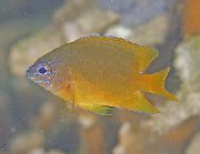 Bunt Fisch Lagune Damselfish (Hemiglyphidodon Plagiometopon) foto
