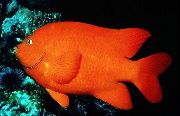 წითელი თევზი Garibaldi Damselfish (Hypsypops rubicundus) ფოტო