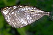 Silber Fisch Silber Beil (Gasteropelecus sternicla) foto