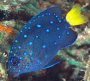 Damselfish Κόσμημα Μπλε ψάρι