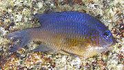 Sininen Kala Jättiläinen Damselfish (Microspathodon dorsalis) kuva