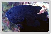 შავი თევზი Neoglyphidodon  ფოტო