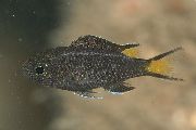 Neopomacentrus Schwarz Fisch
