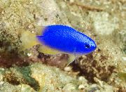 Pomacentrus blå Fisk