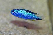Lichtblauw Vis Pomacentrus  foto