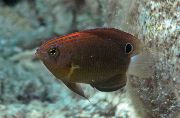 Marrone Pesce Pomacentrus  foto