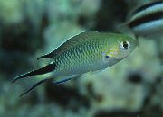 aquarium fish Pomachromis Pomachromis green