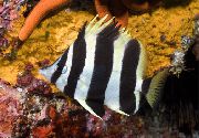 Listrado Peixe Lord Howe Coral Fish (Amphichaetodon howensis) foto
