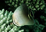 gri Balık Üçgen Kelebek Balığı (Chaetodon Baronessa) fotoğraf