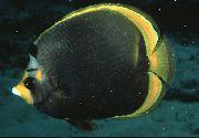 Dusky Butterflyfish svartur Fiskur