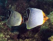 Oranžinė Veido Butterflyfish baltas Žuvis