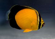 Amarelo Peixe Arabian Butterflyfish (Chaetodon melapterus) foto