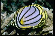 Метелик Маєра Смугастий Риба