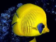 geltonas Žuvis Užmaskuotas Drugelis, Aukso Butterflyfish, Bluecheek Butterflyfish (Chaetodon semilarvatus) nuotrauka