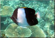 Broget Fisk Sort Pyramide (Brushy-Tandede) Butterflyfish (Hemitaurichthys zoster) foto