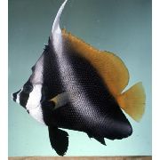 Ριγέ  Μασκοφόροι Ψάρια Πανό, Φάντασμα Ψάρια Πανό (Heniochus pleurotaenia) φωτογραφία