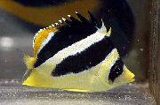 çizgili Balık Kelebek Mitratus, Hint Butterflyfish (Chaetodon mitratus) fotoğraf