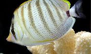 Oļu Butterflyfish svītrains Zivs