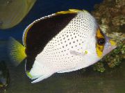 ჭრელი თევზი Tinkeri Butterflyfish (Chaetodon tinkeri) ფოტო
