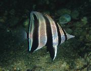 dryžuotas Žuvis Vakarų Talma (Chelmonops curiosus) nuotrauka