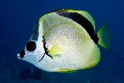 Žlutý Ryby Barberfish, Blacknosed Butterflyfish (Johnrandallia nigrirostris) fotografie