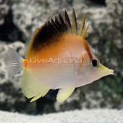 Eterogeneo Pesce Longnose Butterflyfish Atlantico (Prognathodes aculeatus) foto