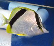 Rayé poisson Papillon Bancaire (Prognathodes aya) photo