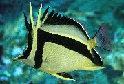 Scythe-Merkja Butterflyfish röndóttur Fiskur