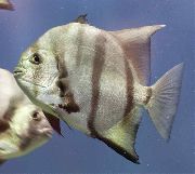Stribet Fisk Atlantic Spadefish (Chaetodipterus faber) foto