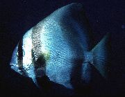 Batavia Yarasa Balığı çizgili Balık